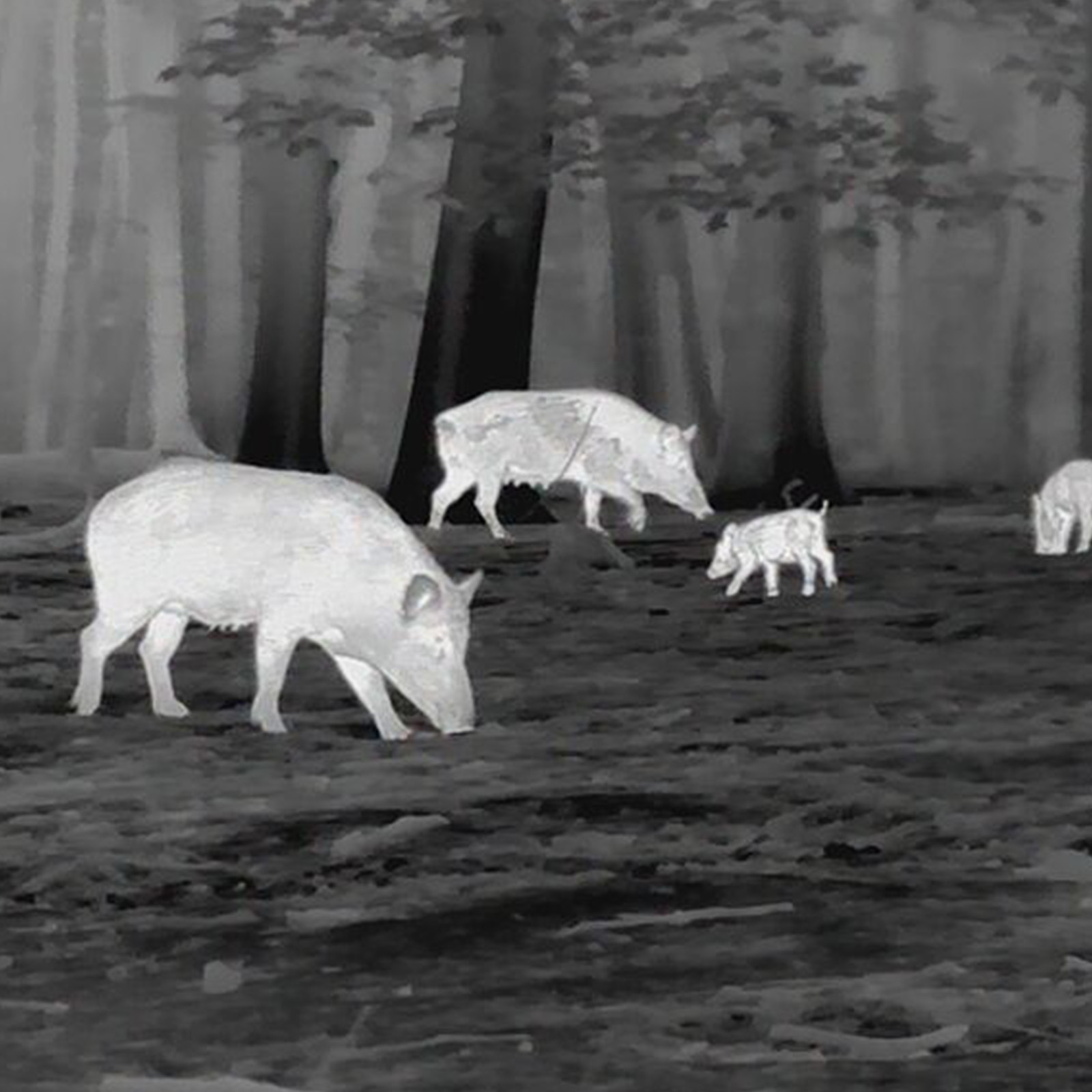 LEICA Calonox Sight SE Wärmebildgerät