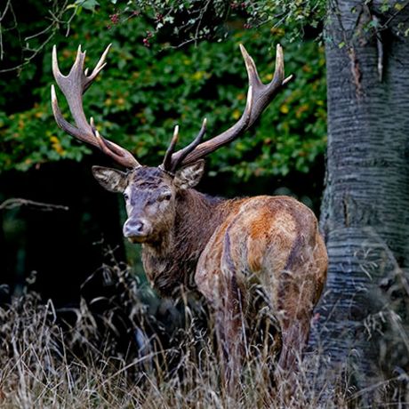 BLASER MUNITION  8,5x55 BLASER 