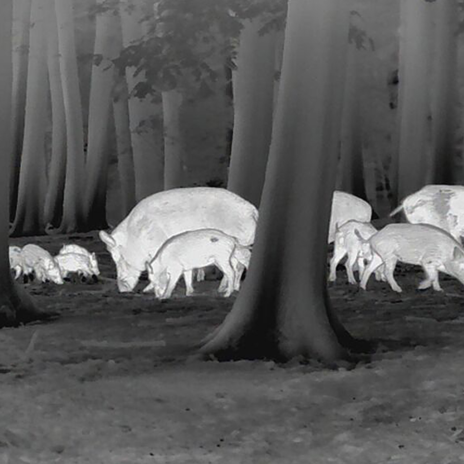 LEICA Calonox Sight SE Wärmebildgerät