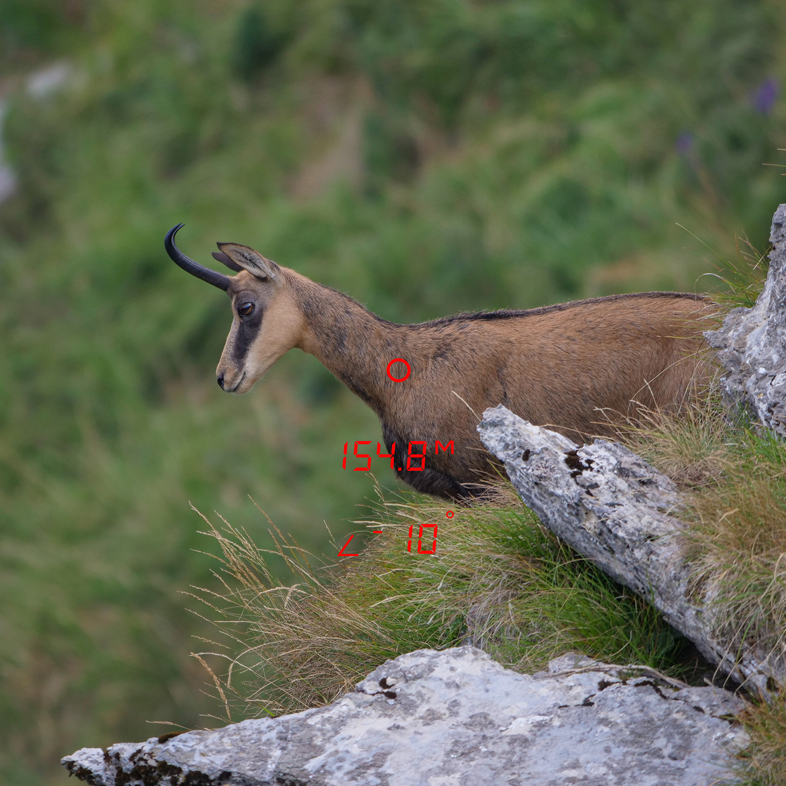 GPO RANGETRACKER 2000 6x20 OLED Laser-Entfernungsmesser